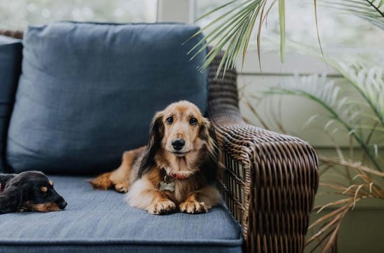 Dog on Blue Sofa