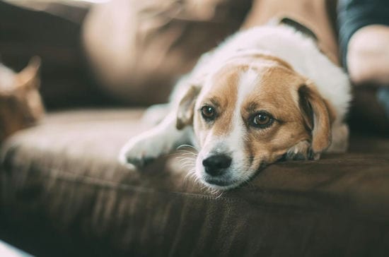 How to Keep a Dog off the Sofa: Tested Solutions